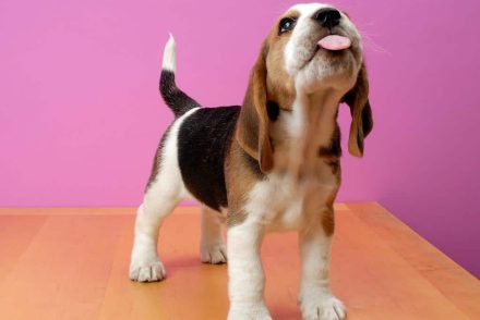 A beagle kutyafajta 97%-os pontossággal szagolják ki a rosszindulatú rákos sejteket