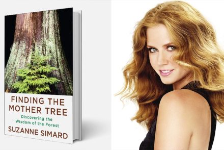 A fák mégis beszélgetnek egymással: Amy Adams és Jake Gyllenhaal közösen nyerték el a Finding the Mother Tree megfilmesítési jogait