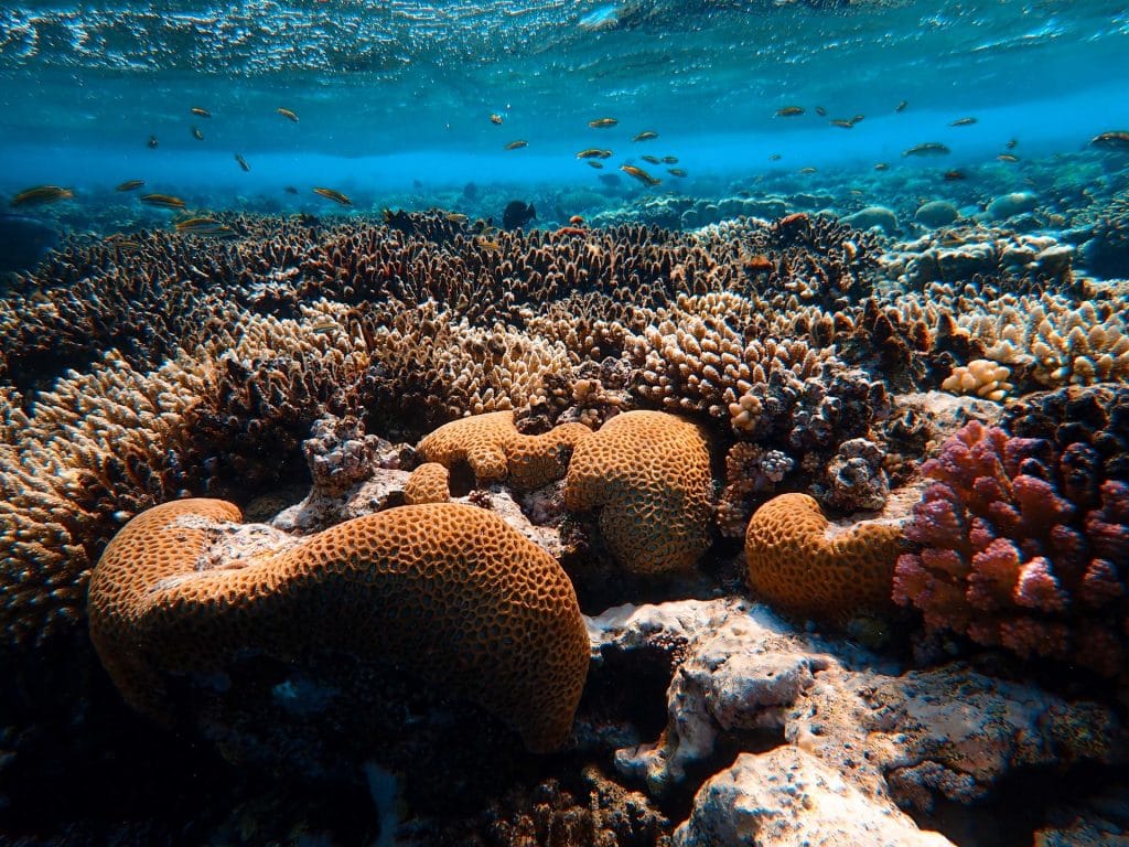 Korallfeheredes Korallzatony Megfigyelo Rendszer Muhold