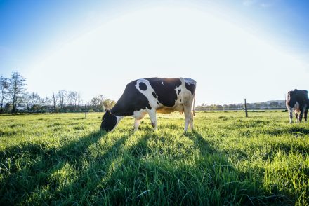 A metángáz-kibocsátás csökkentése kulcsfontosságú a klíma megvédéséért