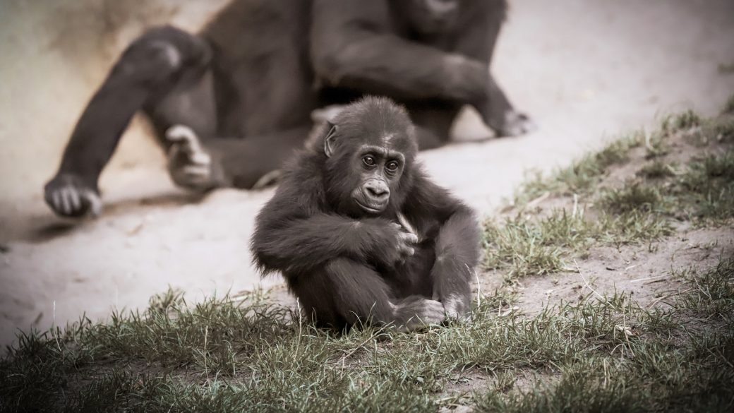allatmentes allatvedelem fogsagban szuletett gorillak gorilla