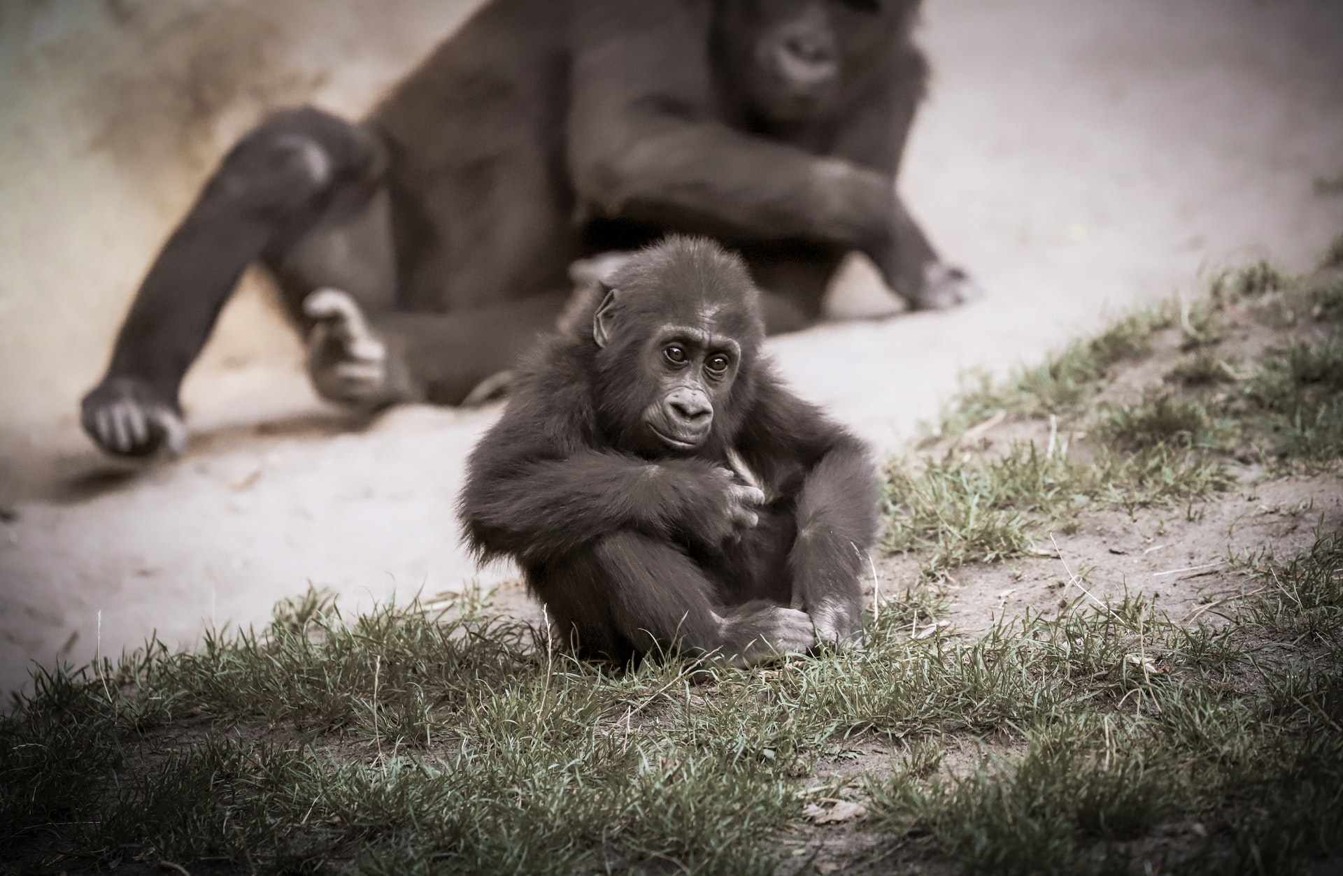 allatmentes allatvedelem fogsagban szuletett gorillak gorilla