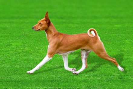Egy ősi kutyafajta, a basenji genetikai térképe segítheti a kutyák evolúciójának jobb megértését
