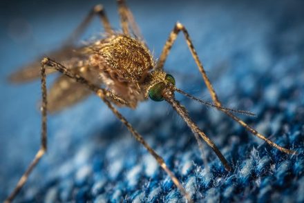 Drasztikusan csökkentette a dengue-lázas esetek számát a vírust terjesztő szúnyogok megfertőzése