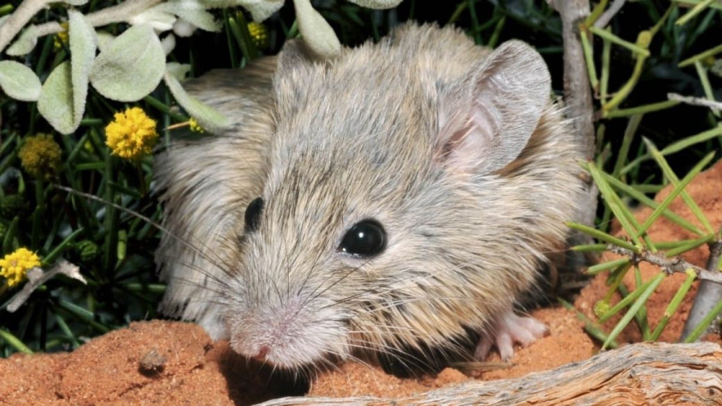 gould ausztraleger kihalt ausztralia capaobolbeli eger Pseudomys gouldii
