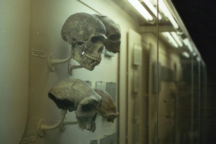 Új emberfajtát azonosítottak, a Homo Neser-Ramlát Izraelben