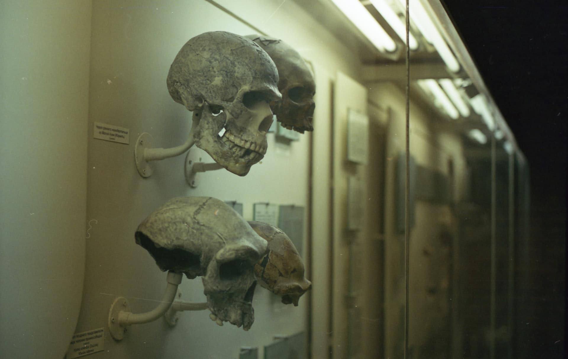 osember neandervolgyi homo sapiens homo neser ramla