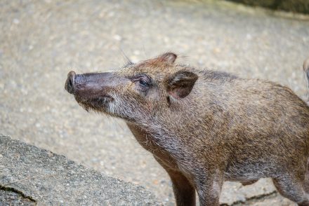 Hibrid vaddisznók élnek a fukusimai katasztrófa környékén