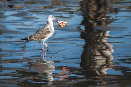 Még a kutatókat is meglepte, mennyi csomagolóanyag van az óceánokban