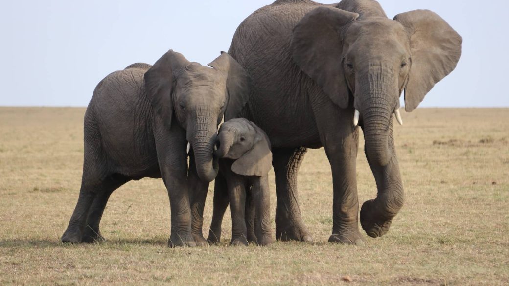 elefant elefantcsorda visszavaditas