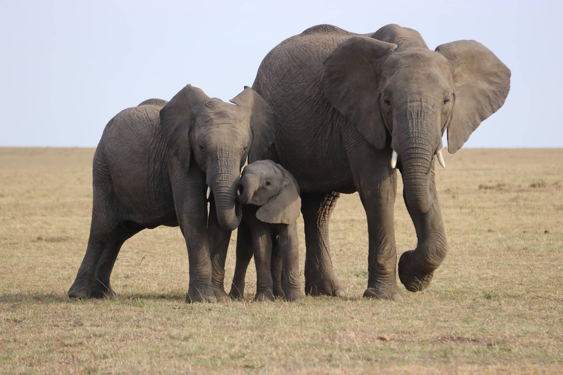 elefant elefantcsorda visszavaditas