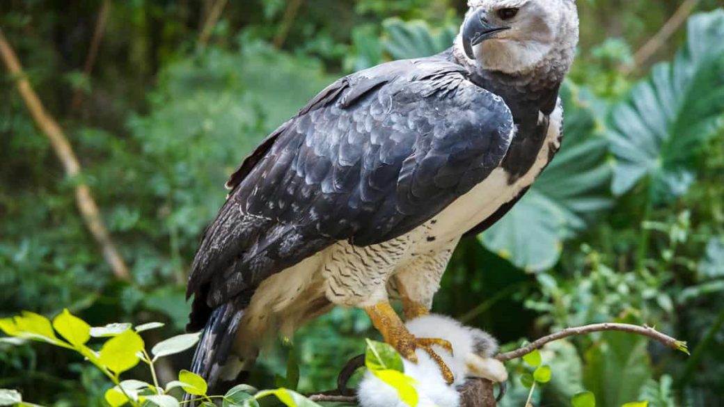 harpia sas amazonia veszely