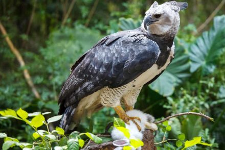 Nincs esélyük túlélni az amazonasi erdőirtást a hárpiáknak