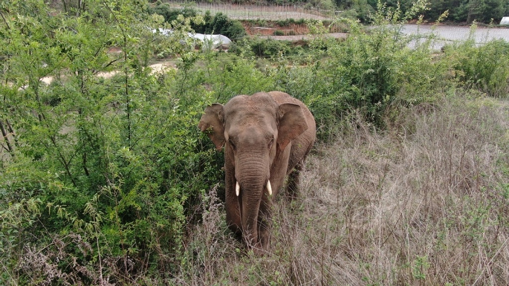szokeveny elefant