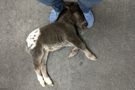 Ők a legcukibb páciensek az állatorvosnál