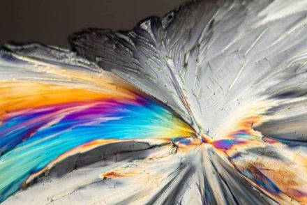 10 csodálatos makrofotó a természettudományok kedvelőinek