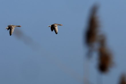 Fordítva repülő ludat fotózott egy holland művész