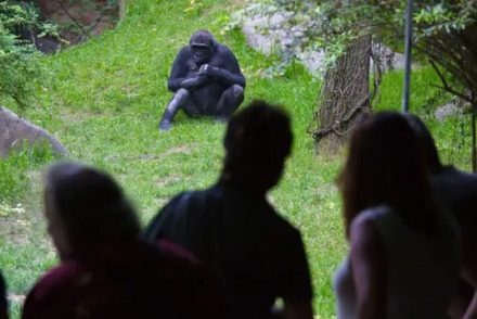 Szexuális propaganda az állatkertben: gorillák orálisan kényeztették egymást a gyerekek szeme láttára