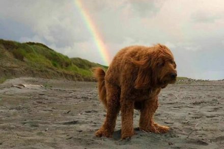 Teljesen értelmetlen állatos képeket gyűjt egy Instagram-oldal, a Doggo Taxi