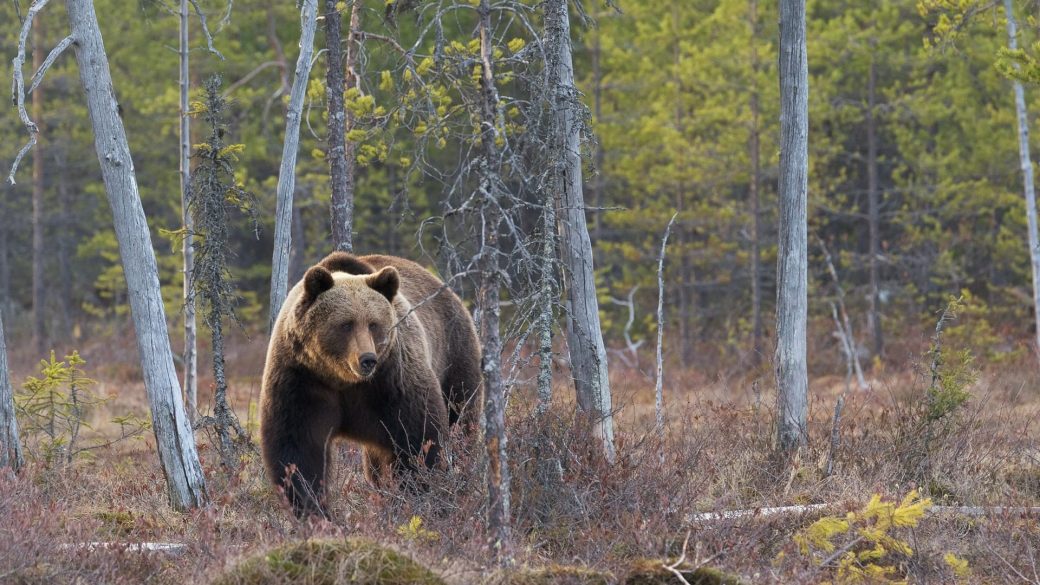 medve yellowstone nemzeti park samantha dehring