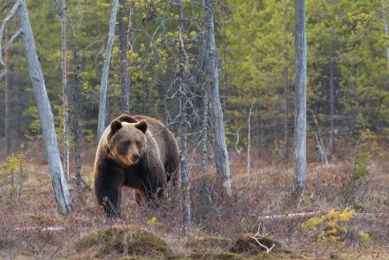 Túl közel ment a medvéhez a Yellowstone Nemzeti Parkban, börtönbe zárják