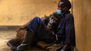 ndakasi gorilla meghalt Andre Bauma virunga nemzeti park