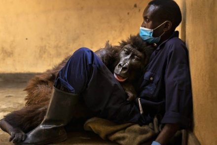 Érzelmes búcsú: a gorilla annak a vadőrnek a karjai közt halt meg, aki kölyökkorában megmentette