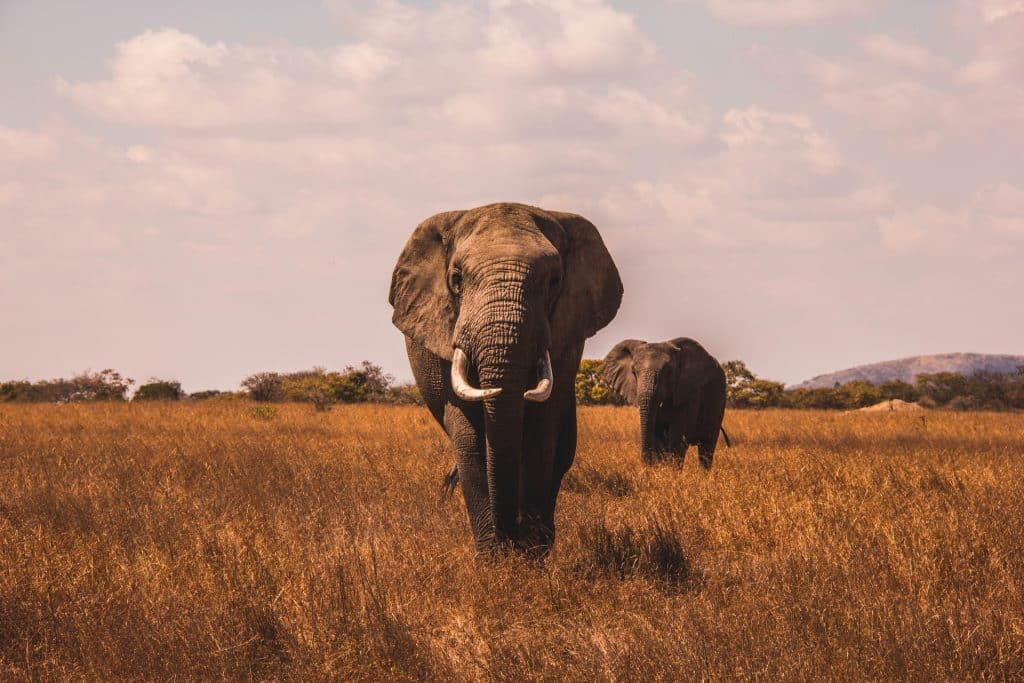 Orvvadasz Orvvadaszat Kruger Nemzeti Park Elefant