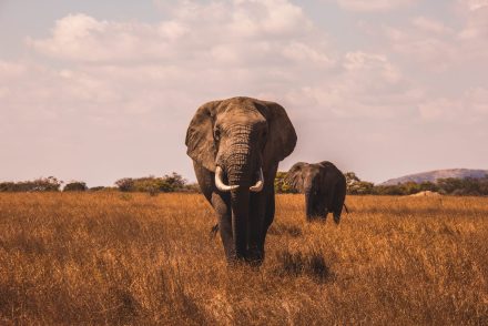 Elefánt ölhette meg az orvvadászt a dél-afrikai nemzeti parkban