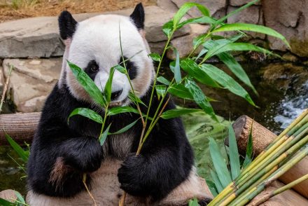 Terhesnek tettette magát egy panda, hogy jobb ellátást kapjon