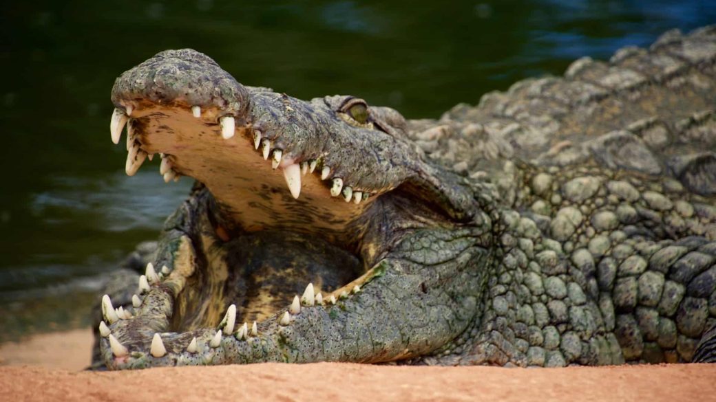 krokodil zsebkes tamadas