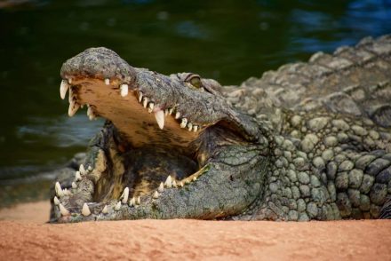 Egy krokodil rántotta a folyóba, egy zsebkéssel menekült meg az állat szájából