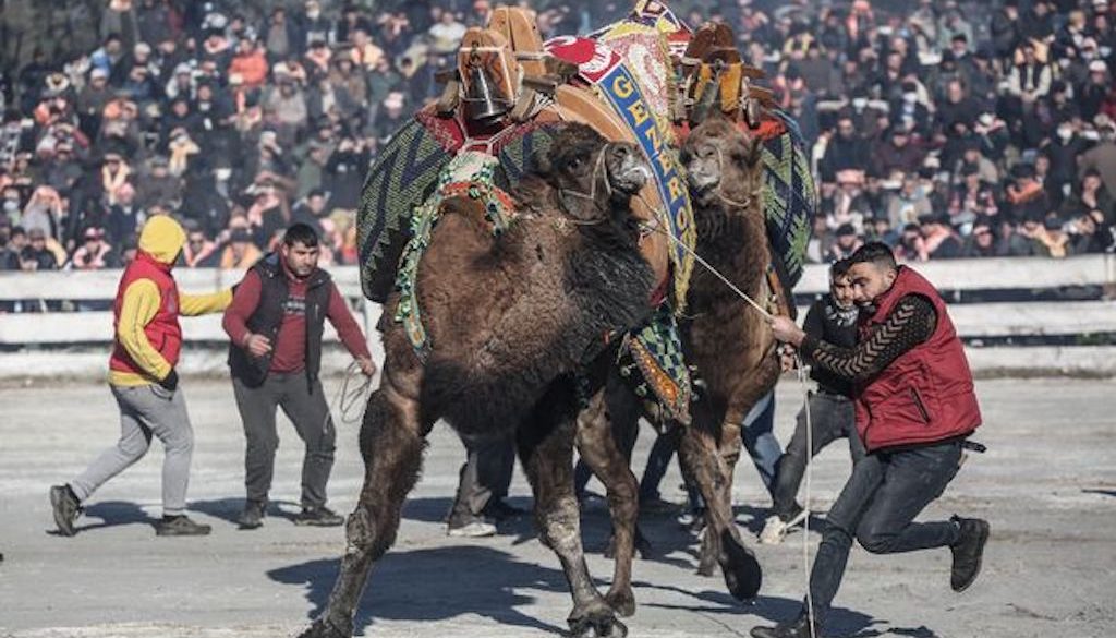 bizarr-sport-teve-birkozas-fesztival-aktivistak