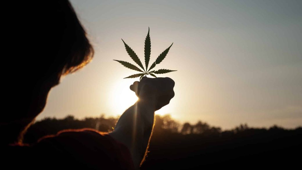 kannabisz kender koronavirus fertozes