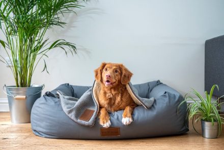 Gazdája 7 napig karanténban volt, amikor kiskutyája szétmarcangolta egész lakását