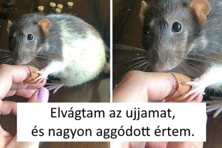 12 fotó, ami megmutatja, hogy az állatok és az emberek közötti kötelék erősebb, mint az acél