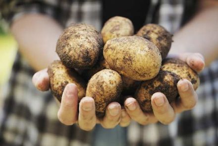 Ezekkel az ételekkel vigyázz! Nagy mennyiségben akár mérgezők is lehetnek