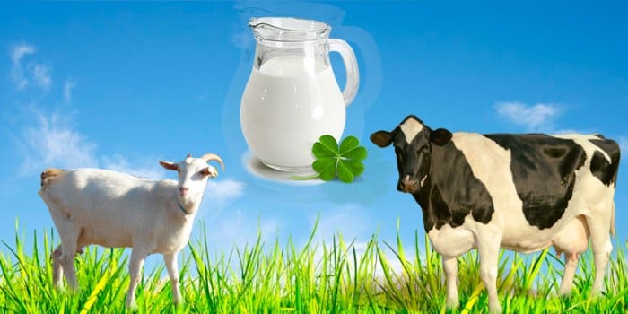ecske kecsketej legegészségesebb te tejfélék tejtermék egészség 1