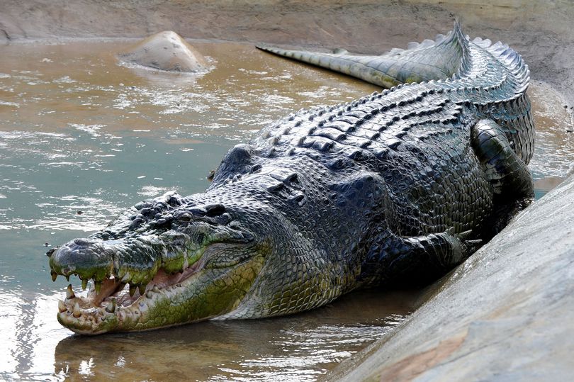 legnagyobb-tengeri-krokodill-fogsagban-meghalt-okoturisztika