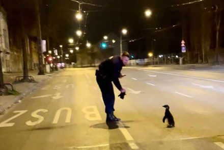 Szokatlan szökevényt kaptak el a rendőrök a Dózsa György úton
