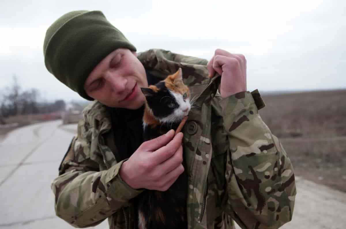 ukran katona allatmentes kiscica macska orosz ukran haboru