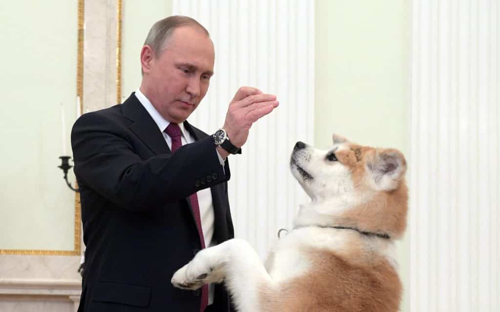 Vlagyimir-Putyin-Kutyai-Akita