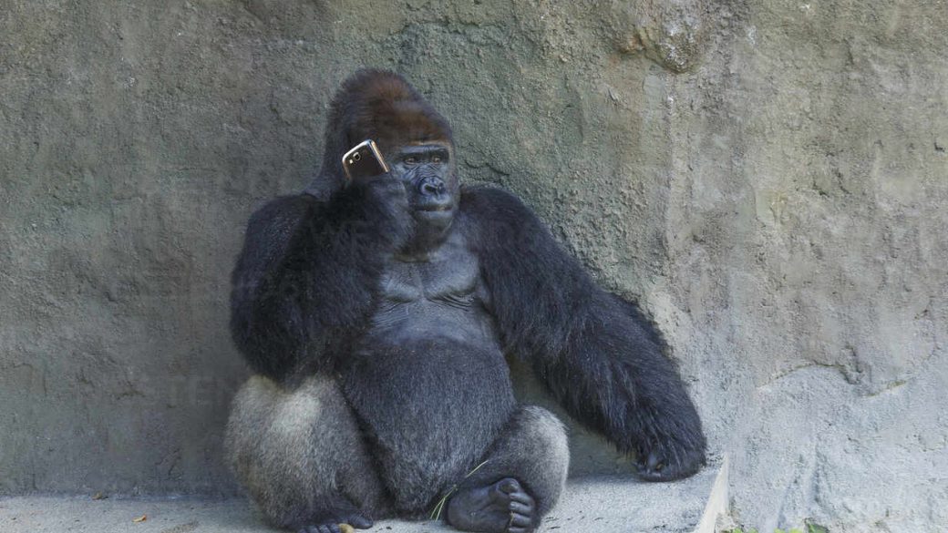gorilla-telefon-kepernyoido-antiszocialis