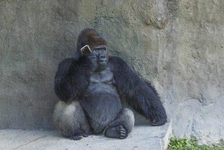 Elképesztő, milyen hatással van a képernyőidő egy állatkerti gorillára