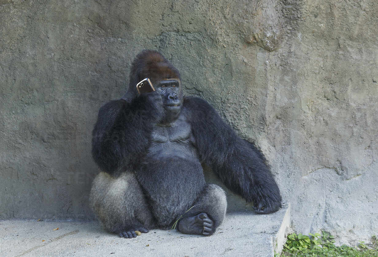 gorilla-telefon-kepernyoido-antiszocialis