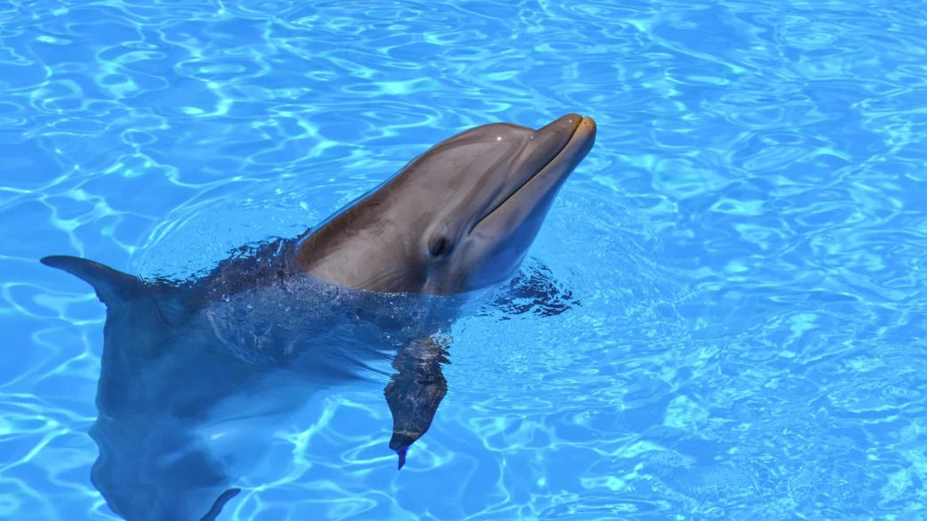 sundance delfin show tamadas