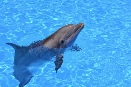 Nagyon rossz vége lett a delfin show-nak – videóra vették az esetet