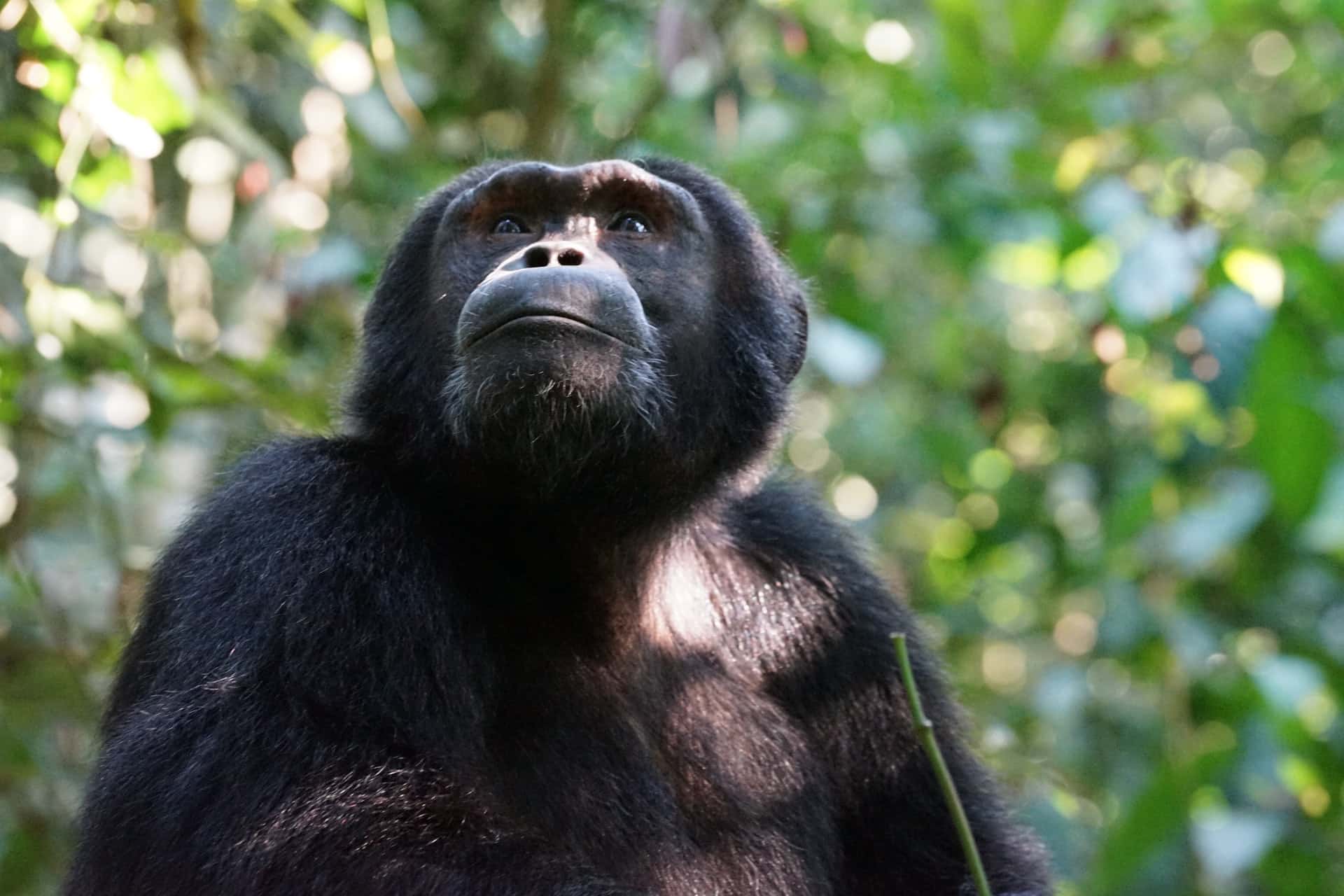 ember csimpanz hibrid kiserlet