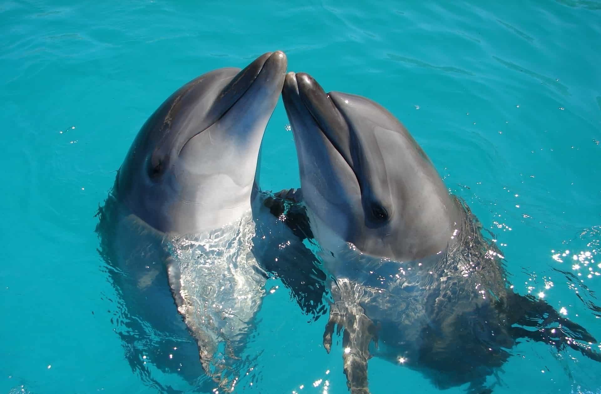 orosz ukran haboru hatasa delfinek