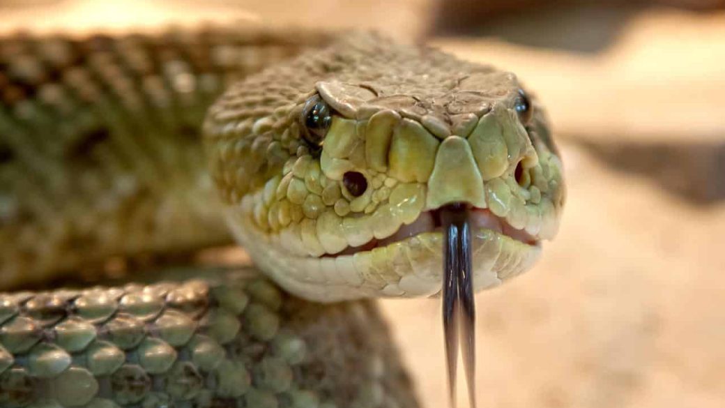 Monique Shaw szuletesnap vipera kigyo macska